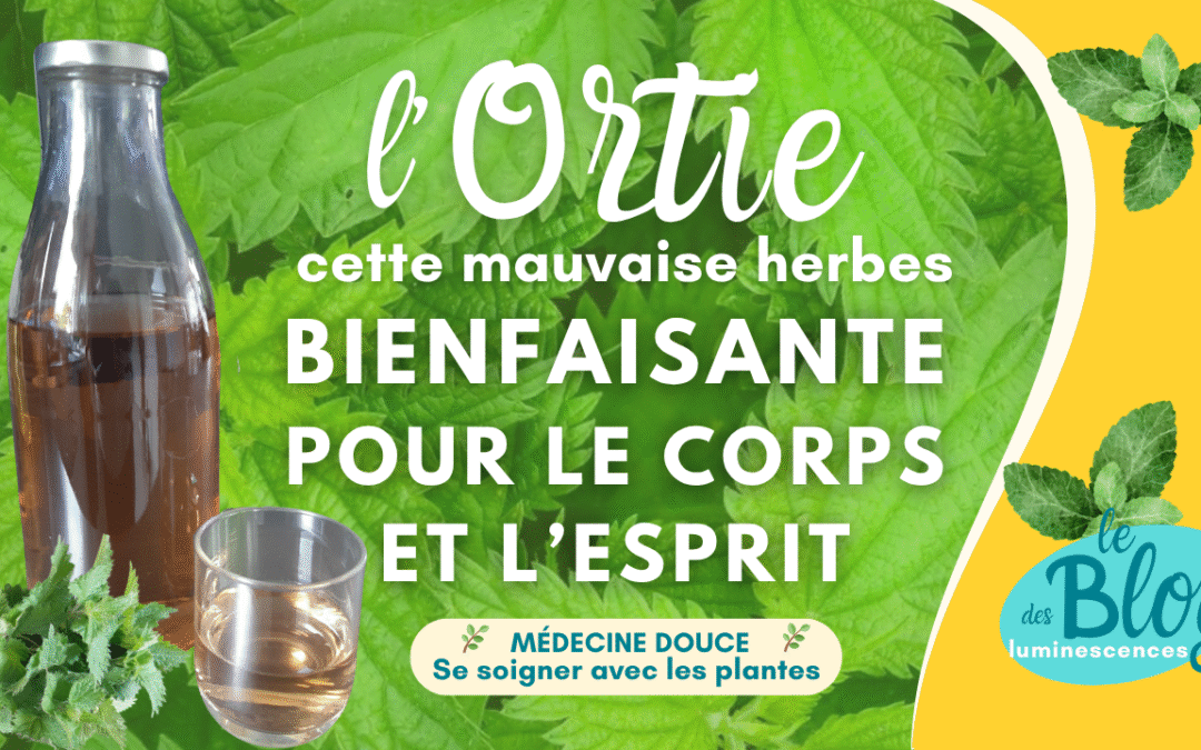 🌿 L’eau d’ortie : bienfaisante pour le corps et l’esprit