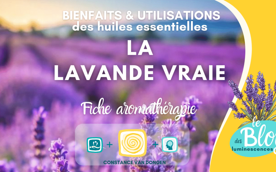 Lavande vraie – Lavandula angustifolia, Lavande officinale