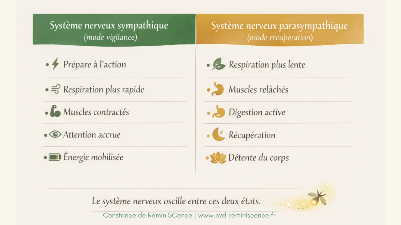 les deux branches du système nerveux autonome.png Schéma du système nerveux autonome montrant les différences entre système nerveux sympathique (vigilance) et parasympathique (récupération) © Constance van Dongen – RéminiSCence