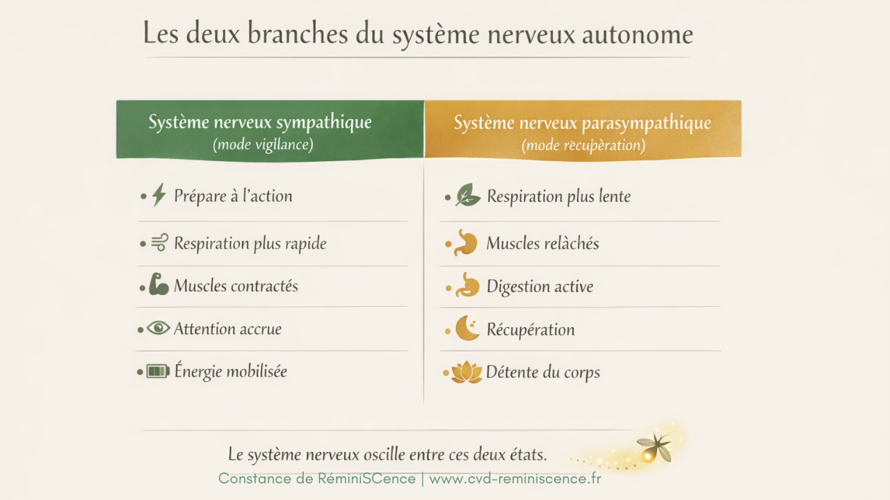 Schéma du système nerveux autonome montrant les différences entre système nerveux sympathique (vigilance) et parasympathique (récupération)<br />
© Constance van Dongen – RéminiSCence