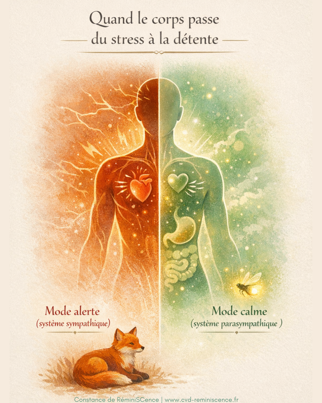 Système nerveux : comprendre le passage du stress à la détente pour réseaux sociaux