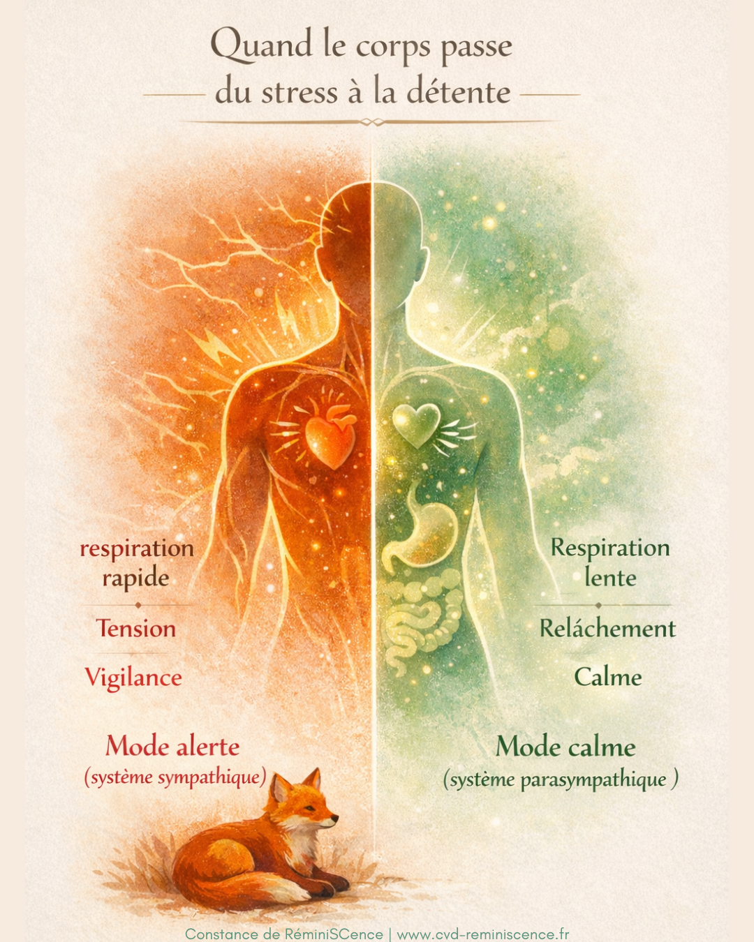 Schéma du corps illustrant le système nerveux sympathique (stress, respiration rapide, tension) et parasympathique (détente, respiration lente, relâchement) – © Constance van Dongen RéminiSCence