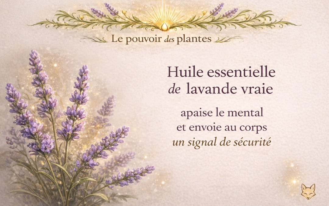 🌿 Lavande vraie – Lavandula angustifolia, Lavande officinale