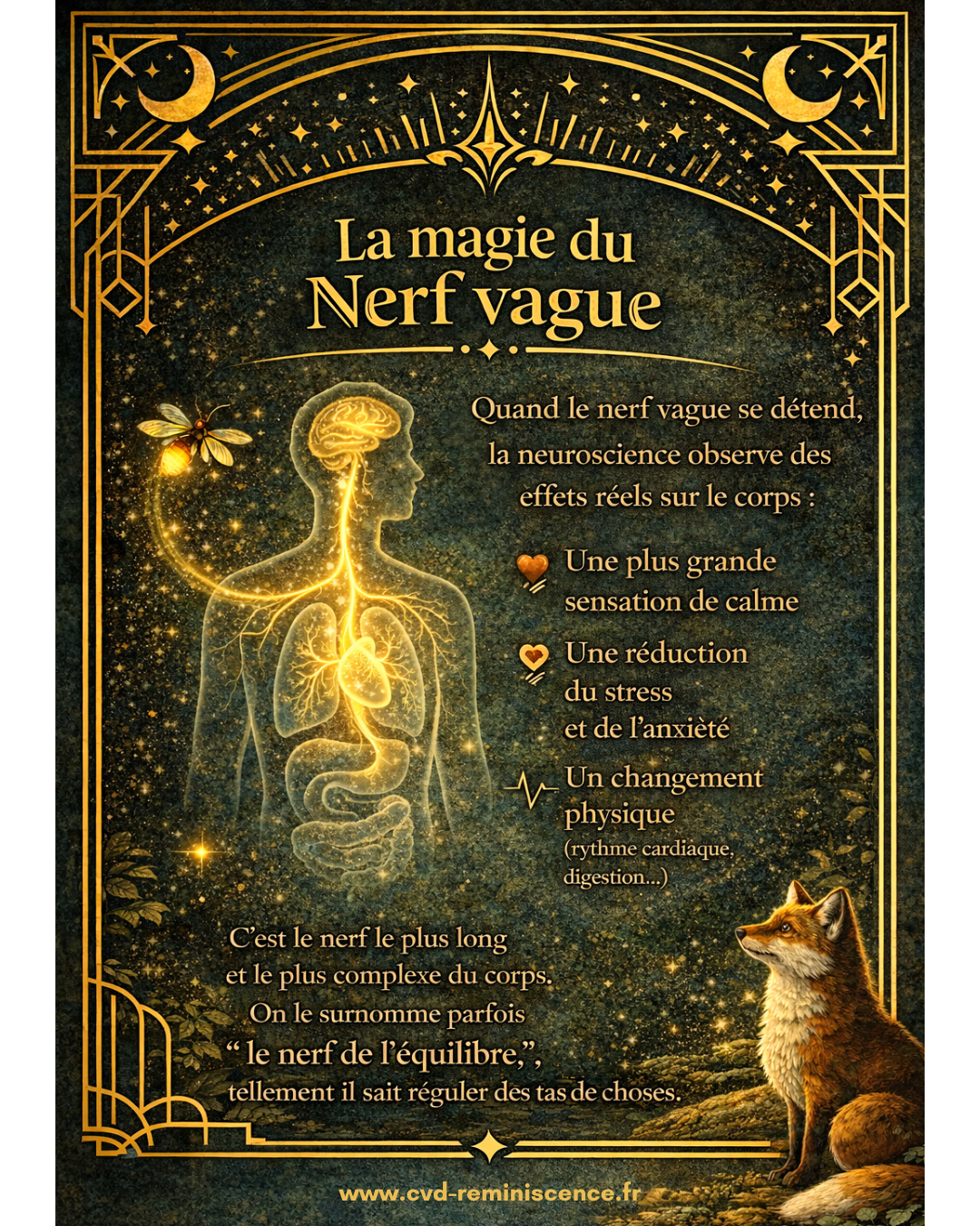 Nerf vague : ses effets sur le stress, le corps et le système nerveux Illustration du nerf vague reliant le cerveau aux organes avec effets sur le stress, la digestion et le rythme cardiaque dans la régulation du système nerveux – RéminiSCence Dourges