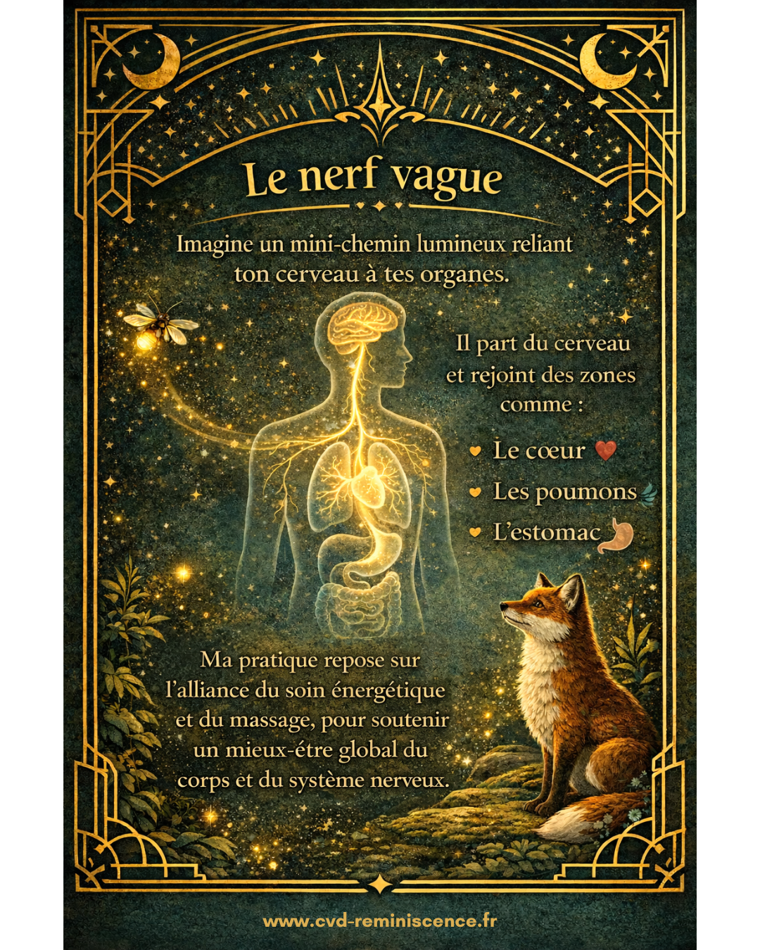 Nerf vague : le lien entre le cerveau, le cœur et le corps chéma du nerf vague reliant le cerveau au cœur, aux poumons et à l’estomac illustrant son rôle dans la régulation du système nerveux et les effets des soins énergétiques – RéminiSCence Dourges