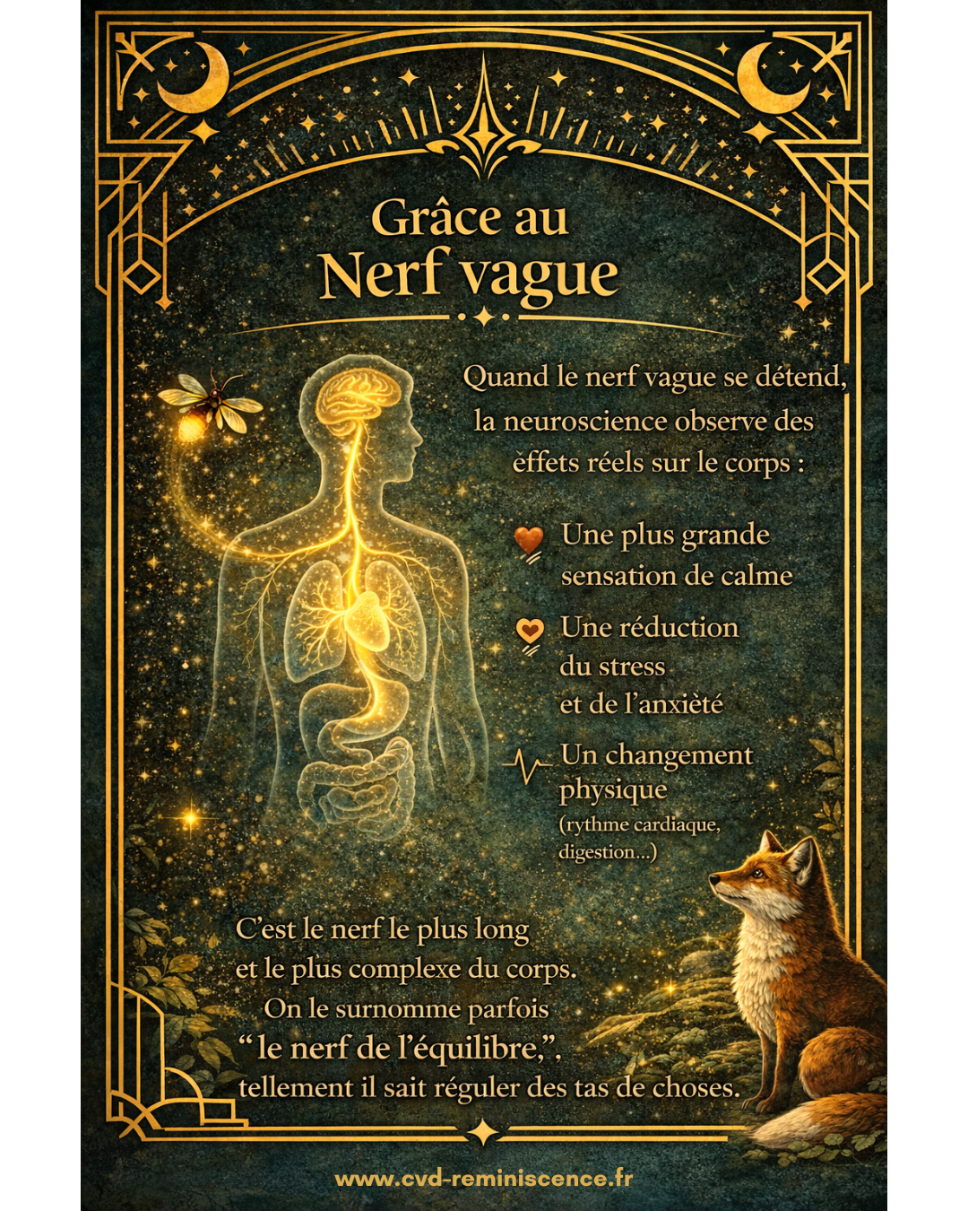 Nerf vague : comment il apaise le corps et le système nerveux Illustration du nerf vague dans le corps humain montrant ses effets sur la respiration, le stress, le rythme cardiaque et la digestion dans le cadre d’un soin énergétique et de la régulation du système nerveux – RéminiSCence Dourges