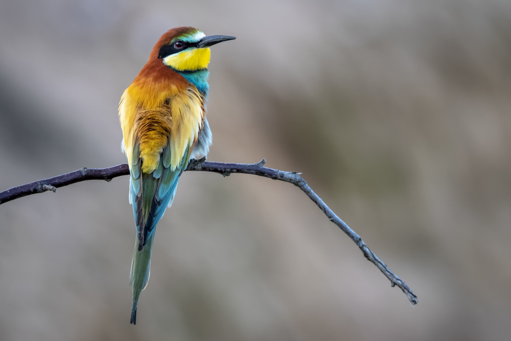 Bel oiseau guépier, assi calmement sur une branche de dos regardant sereinement vers l'objectif.
